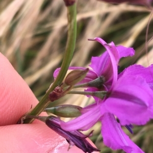 Arthropodium fimbriatum at Wollogorang, NSW - 5 Dec 2021 10:06 AM