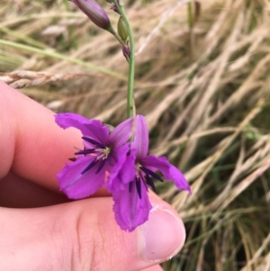 Arthropodium fimbriatum at Wollogorang, NSW - 5 Dec 2021 10:06 AM