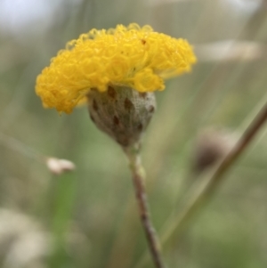 Leptorhynchos squamatus subsp. squamatus at Watson, ACT - 17 Jan 2022