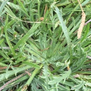 Plantago coronopus subsp. coronopus at Wollogorang, NSW - 5 Dec 2021