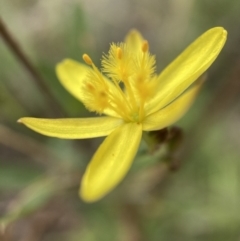 Tricoryne elatior (Yellow Rush Lily) at Mount Majura - 17 Jan 2022 by waltraud