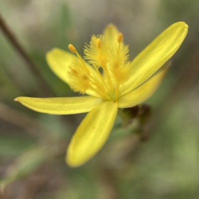 Tricoryne elatior (Yellow Rush Lily) at Mount Majura - 17 Jan 2022 by waltraud