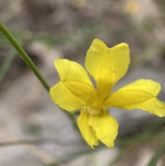 Goodenia pinnatifida (Scrambled Eggs) at Mount Majura - 17 Jan 2022 by waltraud