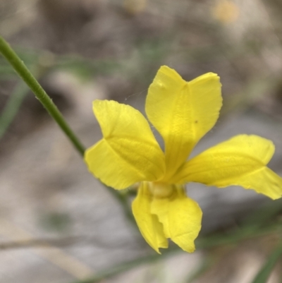 Goodenia pinnatifida (Scrambled Eggs) at Mount Majura - 17 Jan 2022 by waltraud