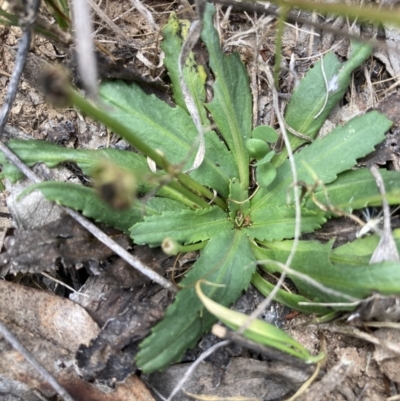 Solenogyne dominii (Smooth Solenogyne) at Mount Majura - 17 Jan 2022 by waltraud