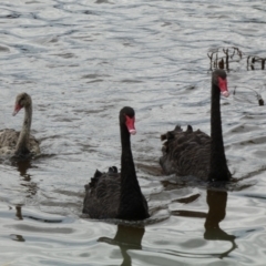 Cygnus atratus (Black Swan) at Barton, ACT - 17 Jan 2022 by SteveBorkowskis