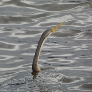 Anhinga novaehollandiae at Kingston, ACT - 17 Jan 2022