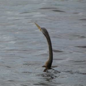 Anhinga novaehollandiae at Kingston, ACT - 17 Jan 2022