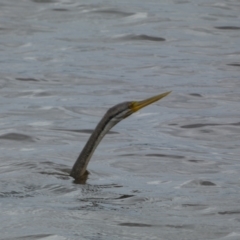 Anhinga novaehollandiae at Kingston, ACT - 17 Jan 2022