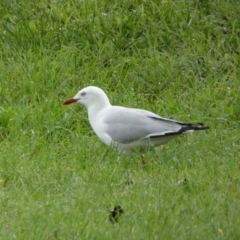 Chroicocephalus novaehollandiae (Silver Gull) at Lake Burley Griffin Central/East - 17 Jan 2022 by Steve_Bok