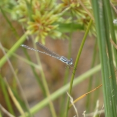 Austrolestes analis (Slender Ringtail) at QPRC LGA - 17 Jan 2022 by Steve_Bok