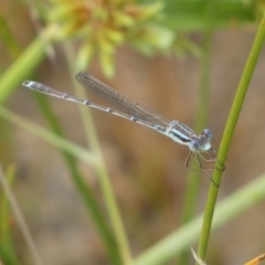 Austrolestes analis at Googong, NSW - 17 Jan 2022