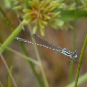 Austrolestes analis at Googong, NSW - 17 Jan 2022