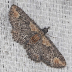 Pasiphilodes testulata (Pome looper) at O'Connor, ACT - 16 Jan 2022 by ibaird