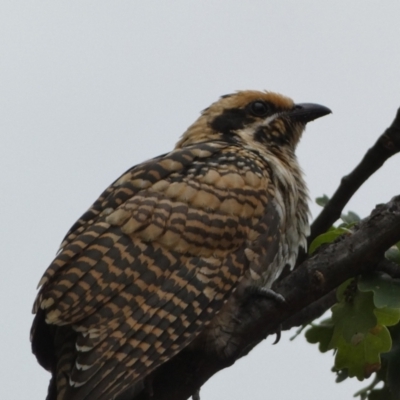 Eudynamys orientalis (Pacific Koel) at Jerrabomberra, NSW - 17 Jan 2022 by SteveBorkowskis