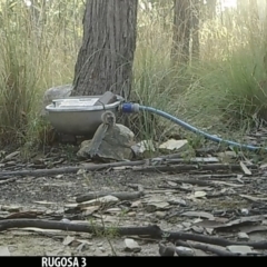 Antechinus flavipes (Yellow-footed Antechinus) at Rugosa - 16 Jan 2022 by SenexRugosus