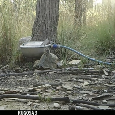 Antechinus flavipes (Yellow-footed Antechinus) at Yass River, NSW - 16 Jan 2022 by SenexRugosus