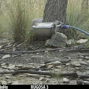 Antechinus flavipes at Yass River, NSW - 17 Jan 2022 06:28 AM