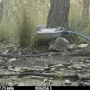 Antechinus flavipes at Yass River, NSW - 17 Jan 2022