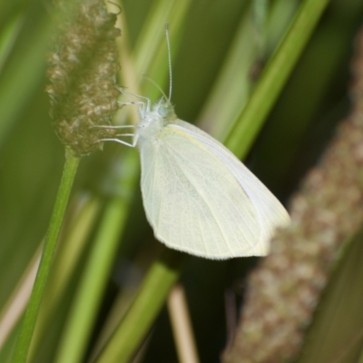 Pieris rapae (Cabbage White) at Weston, ACT - 17 Jan 2022 by AliceH