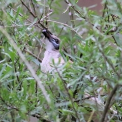 Melicytus dentatus at Splitters Creek, NSW - 15 Jan 2022