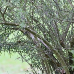 Melicytus dentatus at Splitters Creek, NSW - 15 Jan 2022 07:16 AM