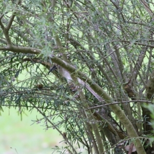 Melicytus dentatus at Splitters Creek, NSW - 15 Jan 2022 07:16 AM