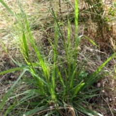Panicum effusum (Hairy Panic Grass) at Yass River, NSW - 14 Jan 2022 by SenexRugosus