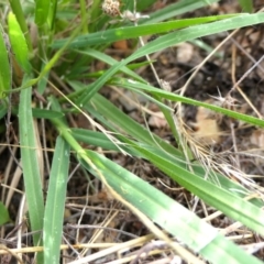 Panicum effusum at Yass River, NSW - 14 Jan 2022 04:22 PM