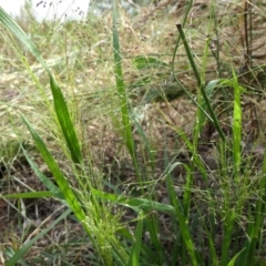 Panicum effusum at Yass River, NSW - 14 Jan 2022 04:22 PM