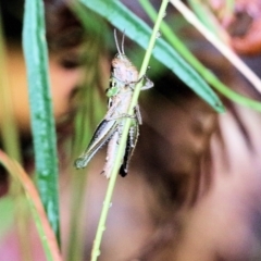 Praxibulus sp. (genus) (A grasshopper) at Ben Boyd National Park - 3 Jan 2022 by KylieWaldon