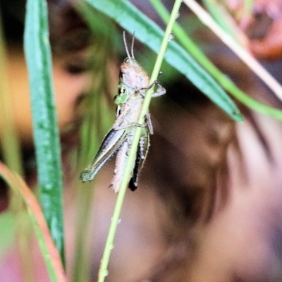 Praxibulus sp. (genus) (A grasshopper) at Pambula Beach, NSW - 2 Jan 2022 by KylieWaldon