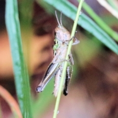 Praxibulus sp. (genus) at Pambula Beach, NSW - 3 Jan 2022