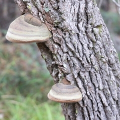 Phellinus sp. at Pambula Beach, NSW - 3 Jan 2022 by KylieWaldon