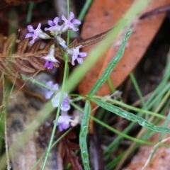 Glycine clandestina (Twining Glycine) at Pambula Beach, NSW - 3 Jan 2022 by KylieWaldon