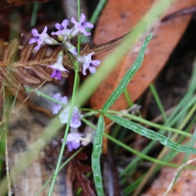 Glycine clandestina (Twining Glycine) at Pambula Beach, NSW - 2 Jan 2022 by KylieWaldon