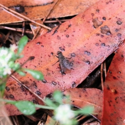 Unidentified Bristle Fly (Tachinidae) at Ben Boyd National Park - 3 Jan 2022 by KylieWaldon