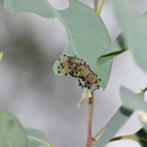 Pseudoperga sp. (genus) at Weston, ACT - 17 Jan 2022