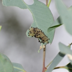 Pseudoperga sp. (genus) (Sawfly, Spitfire) at Weston, ACT - 16 Jan 2022 by AliceH