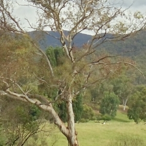 Zanda funerea at Brindabella, NSW - 17 Jan 2022