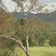 Zanda funerea (Yellow-tailed Black-Cockatoo) at Brindabella, NSW - 17 Jan 2022 by KMcCue