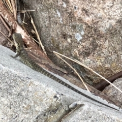 Intellagama lesueurii (Australian Water Dragon) at Uriarra Recreation Reserve - 16 Jan 2022 by KMcCue