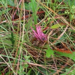 Grevillea sp. (Grevillea) at Ben Boyd National Park - 2 Jan 2022 by KylieWaldon