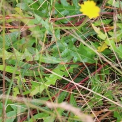 Grevillea sp. at Pambula Beach, NSW - 3 Jan 2022