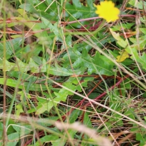 Grevillea sp. at Pambula Beach, NSW - 3 Jan 2022 08:58 AM