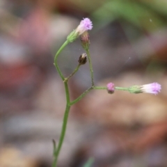 Cyanthillium cinereum (Purple Fleabane) at Ben Boyd National Park - 2 Jan 2022 by KylieWaldon