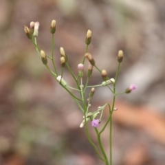 Cyanthillium cinereum at Pambula Beach, NSW - 3 Jan 2022