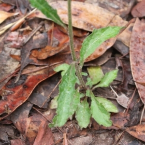 Cyanthillium cinereum at Pambula Beach, NSW - 3 Jan 2022 08:35 AM