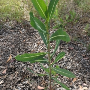 Lactuca serriola at Yass River, NSW - 14 Jan 2022