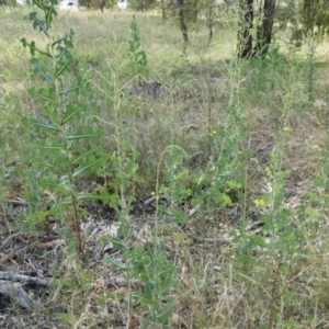 Lactuca serriola at Yass River, NSW - 14 Jan 2022